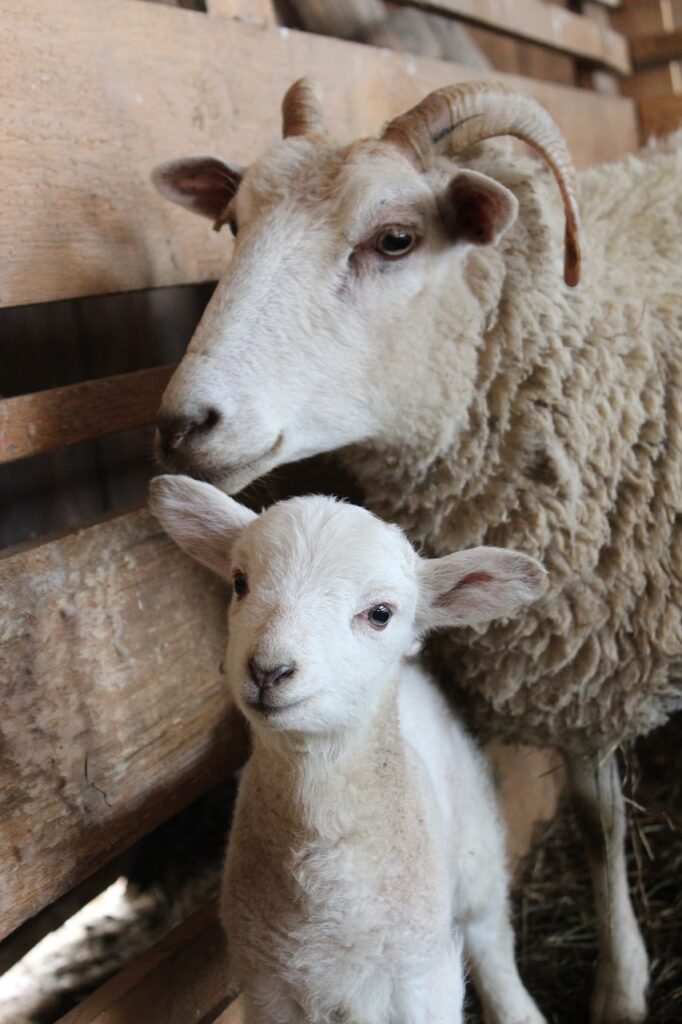 sheep, lamb, wool, animals, mammals, farm animal, livestock, nature, sheep, sheep, sheep, sheep, sheep, lamb, lamb